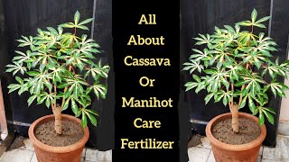 How to grow Manihot plant at home Cassava plant care Grow Tapioca from Cuttings Hindi [upl. by Alohs]