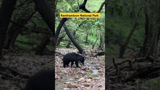 Sloth Bear sighting Rare ranthambore wildlife animals yt shorts ranthamborenationalpark bear [upl. by Atinaej397]