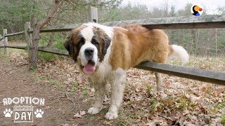 130Pound Dog Gets His First Home Ever  The Dodo Adoption Day [upl. by Corvin318]