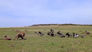 male lion attacking vultures to scare and secure his food video [upl. by Enayr]