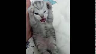 Scared kitten screaming but its Halflife sounds [upl. by Seligmann]