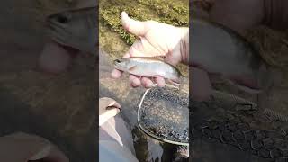 Brook Trout on dry fly flyfishing brooktrout dryflyfishing dryfly fishpondusa echoflyfishing [upl. by Bendix602]