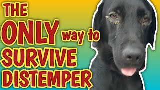 PAANO MAKAKASURVIVE SA DISTEMPER KAHIT NASA LAST STAGE NA AT HOME REMEDIES PARA DITO [upl. by Setiram]