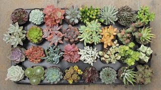 Succulent Collection [upl. by Sharai]