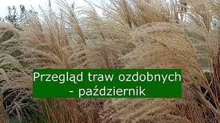 Przegląd traw ozdobnych  październik [upl. by Egon]