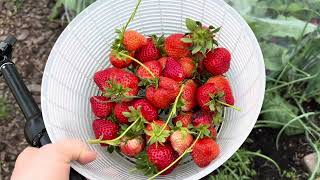 Strawberry Harvest backyardgardening zone7 [upl. by Junius]