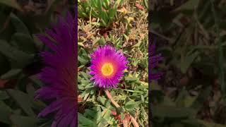 Honey bee 🐝 on flower 🌸 [upl. by Jeanine232]