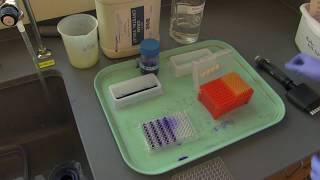 How to stain biofilms in a 96well plate [upl. by Viv]