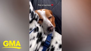 Rescue dog trembling during car ride is adorably comforted by Dalmatian big brother [upl. by Jaymie278]