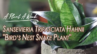 Sansevieria Trifasciata Hahnii quotBirds Nest Snake Plantquot Care  A Plant A Week [upl. by Anaidiriv]