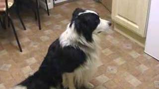 Border Collie Mac sings to Eastenders [upl. by Hazeefah682]