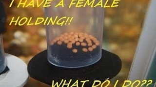 How to breed African Cichlids part 6 quotWhat to do when a female is holdingquot [upl. by Tomkin]