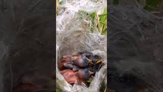 Zitting cisticola bird babies P 1 shorts shortsvideo ytshorts [upl. by Nalyad833]