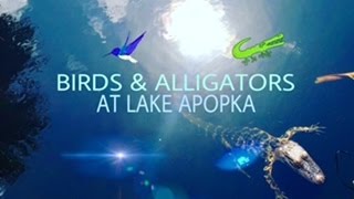 BIRDS amp ALLIGATORS AT LAKE APOPKA 🕊🐊 nature documentary [upl. by Dyche]