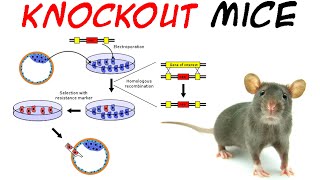 Methods of producing transgenic animals [upl. by Chuah]