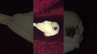 Cute birds Fluffy cute birds 🥰  Finch baby  cute birds cutebirds youtubeshorts shorts bird [upl. by Eikciv109]