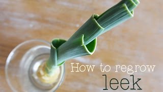 How to regrow leek Tutorial to show you how to re grow a leek [upl. by Daren215]