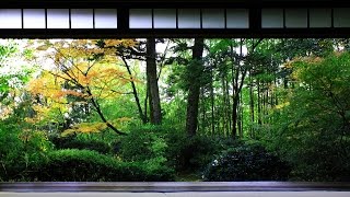 1 HOUR Japanese Temple Bell Sound At Hondo for Relaxing Healing And Zen [upl. by Spiros]