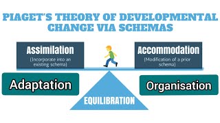 Components of Jean Piagets Theory  Piagets Theory of Development Change via Schemas [upl. by Eelime]