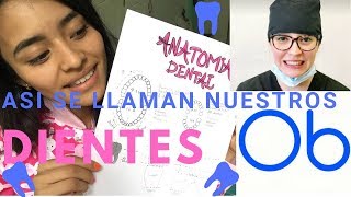 ANATOMÍA DENTALREPASO ASÍ SE LLAMAN TODOS NUESTROS DIENTES DRAPAULINA TOLEDOODONTOBLOG [upl. by Steffy]