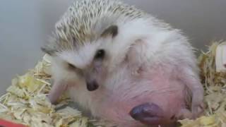 Hedgehog giving birth 刺猬 生產 生仔 [upl. by Farant]