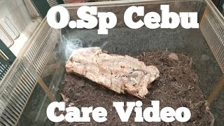 Orphnaecus SpCebu Care Video [upl. by Meehyrb477]