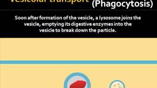 Vesicular Transport [upl. by Bambie]