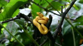 Costa Rica Herping Part 2 of 2 [upl. by Gerianne]