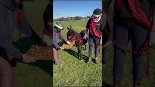 Happy birthday Esther the donkey redwingshorsesanctuary [upl. by Llenrev369]