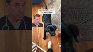 Secret trick for dog wormer vetreacts petvet [upl. by Eseuqcaj494]