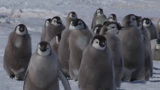 Emperor penguin Aptenodytes forsteri chicks walking to the sea Adelie Land Antarctica January [upl. by Richart]