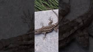 Spiny Lizard Front Porch Oct 16 2024 [upl. by Martineau978]