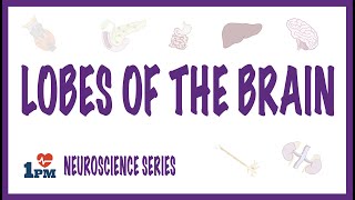 Sulci and Gyri on Inferior Surface of Cerebrum  Neuroanatomy [upl. by Ayotac970]