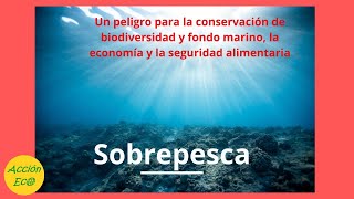 El impacto de la sobrepesca en los ecosistemas marinos [upl. by Einotna18]