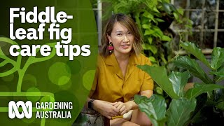 How to care for fiddleleaf figs amp easiertogrow alternatives  Indoor Plants  Gardening Australia [upl. by Rodger]