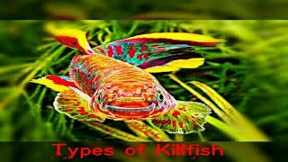 6 Types Of Killifish You Never Seen Before [upl. by Nolan65]