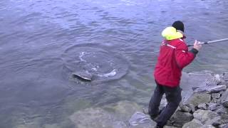 Halibut Fishing In Norway [upl. by Ramedlav124]