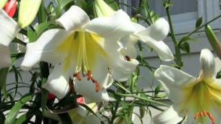 How to Create Lily Hybrids At Home [upl. by Aleunamme]