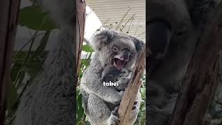 Meet the Animal That Sleeps Nearly All Day animalfacts koala [upl. by Rabassa228]