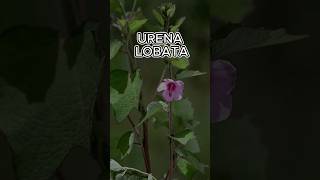 🌺Urena lobata🌺 [upl. by Dahle]