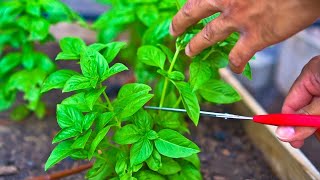 3 Tips to Prune Basil to Increase Production [upl. by Emeric]