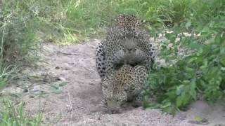 Leopard mating [upl. by Caylor]