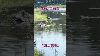 Horseflies Snakes and ALLIGATORS thegfttv [upl. by Aidole]