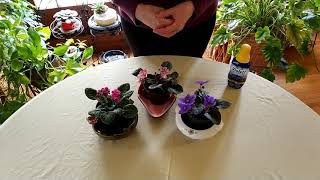 How to Get African Violets to Flower [upl. by Esidarap]