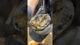 Satisfying hoof clean up horse farrier asmr [upl. by Matejka484]