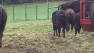 White Buffalo Farm  Goshen Connecticut 101412 [upl. by Aldous]