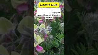 Goats Rue Health Benefits Herbal Plant holistic ginsengbenefits herbalmedicine [upl. by Nyrol]