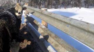 Used Guardrail  Livestock Fencing [upl. by Ardith]