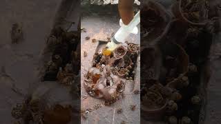 Harvesting of stingless bee honey bee honey shorts [upl. by Ahsini]