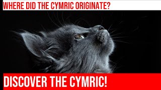 The Fascinating History of the Cymric Cat [upl. by Yemarej306]